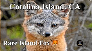 Exploring the Enigmatic A Closer Look at the Rare and Unique Catalina Island Fox Carnival Excursion [upl. by Anatola173]