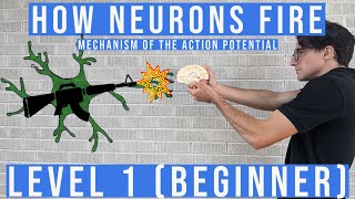 Action Potential  How Neurons Fire Level 1 Beginner shorts [upl. by Dulla]