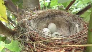 10 uk birds eggs in nest compilation PT4 [upl. by Ume]