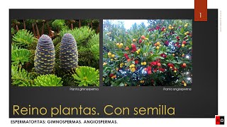 Reino plantas Con semilla Espermatofitas Gimnospermas Angiospermas [upl. by Alyat]