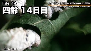 【蚕の一生】Cycle of the silkworm life 1433 四齢 [upl. by Ahsoyem955]