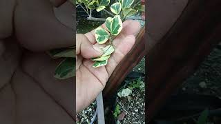 Ficus triangularis para bonsai [upl. by Airlee691]