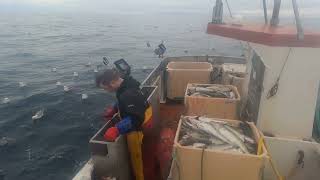 Deep Sea Fishing Jigging For Cod Skrei in Northern Norway Easy Money 2000 Net Result [upl. by Eilssel]