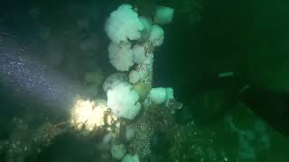 HMCS MACKENZIE dive reef 2024 [upl. by Mahalia]