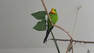 Barraband parakeet sounds 8 min [upl. by Johnathon902]