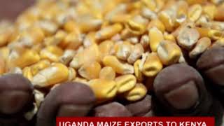 Uganda maize exports to kenya grew by 78 [upl. by Nalyr]