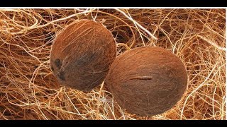 नारियल की जटा से एक दिन में बवासीर खत्म  Piles Treatment By Coco Husk [upl. by Eceinart]