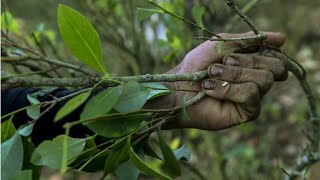 Colombia los cultivos de coca de 2017 rompen records [upl. by Naawaj859]