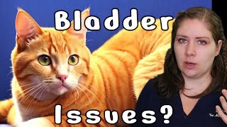 Everything You Need to know about Feline Idiopathic Cystitis  Veterinarian Explains [upl. by Baerl]