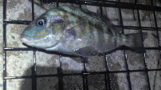 Caught a pigfish in nyc while fishing for porgies catch and cleaning fishing with daughters [upl. by Shum]