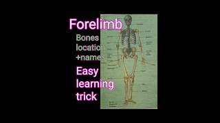 Easy trick to learn forelimb boneshumanskeletonyoutubeshortseasy☺ [upl. by Walley]