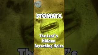 Stomata The Leafs HIDDEN Breathing Holes [upl. by Llednav]