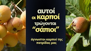 Άγνωστοι καρποί της πατρίδας μας Sorbus domestica  Mespilus germanica [upl. by Idnek]