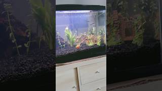 New Gourami Community Fish Tank  shorts fish [upl. by Honna]