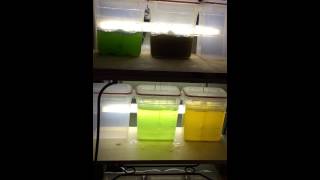 Phytoplankton Cultures [upl. by Bergess987]