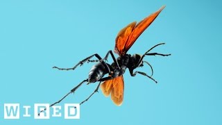 Absurd Creatures  Tarantula Hawk [upl. by Mailliw187]