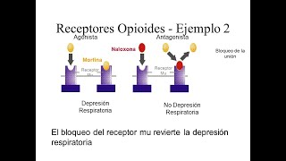 efectos adversos de los OPIOIDES e interacciones farmacologicas [upl. by Daiz863]