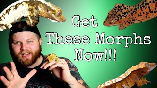 Top 5 Best Crested Gecko Morphs For Breeding [upl. by Tisdale]