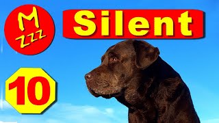 Silent Dog Whistle to Stop Dogs Barking  Random Whistle Sounds Only Dogs Can Hear [upl. by Ailegnave153]