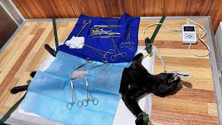 Spaying cat procedure [upl. by Siul973]