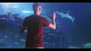 Day and Night on the Reef at SEA LIFE Sydney  30 seconds TV Commercial [upl. by Pegasus]