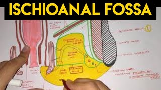 Perineum  2  Ischioanal Fossa [upl. by Seiter1]