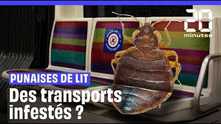 Punaises de lit  Métro RER train les transports sontils envahis [upl. by Dibbell]