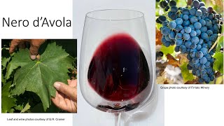 Grape Variety 22 Nero dAvola [upl. by Aitnic]