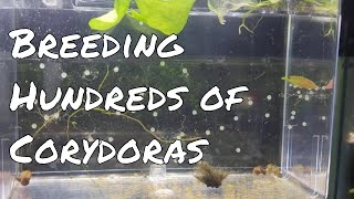 How To Breed Hundreds of Corydoras [upl. by Camus317]