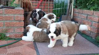 Щенки сенбернар 32 дня StBernard puppies 32 days old [upl. by Immot]