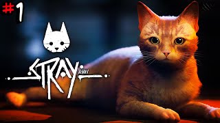 A New World Full Of CATS   STRAY 4K Gameplay 1 [upl. by Tatianna]