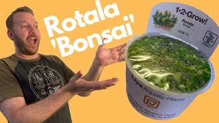 Species Spotlight Rotala Bonsai [upl. by Oker]