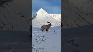 Northern Ibex shortsfeed viral youtube shortfeed trending youtubeshorts [upl. by Vachel]