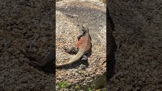 Chuckwalla Up Close Fairview Mountain Mojave Desert CA americandesert reptiles wildlife [upl. by Garwin]