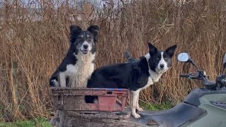 Two amazing border collies herding sheep [upl. by Haff]