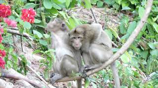 baby monkey wildlife [upl. by Trebled]