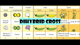 Dihybrid cross [upl. by Anasxor217]