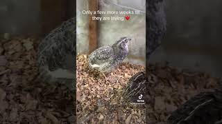 Coturnix quail 4 weeks old bird birds quailhatch coturnixquail pets birdslover birdlives [upl. by Imugem]