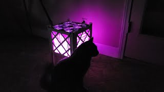 Making a CorsiRosenthal Music Light Box with a Cat [upl. by Harbed]