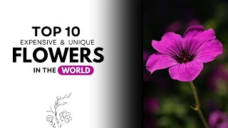 Top 10 Most Stunning Flowers in the World You Must See [upl. by Bashemeth828]