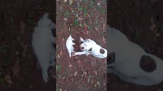 LIVE Rabbit Feeding to my American Bulldog [upl. by Natica651]