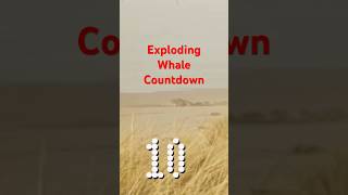 Exploding whale countdown🔥🔥explosion whale countdown [upl. by Yerdua12]