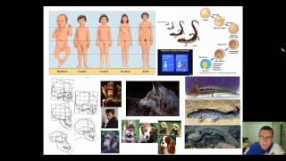 Evolution of Genes Part 3  Changes in Developmental amp Segmentation Genes [upl. by Nissa]