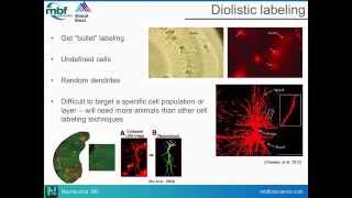 Webinar Neuronal imaging protocolstechniques for 3D neuron reconstruction [upl. by Keyes]