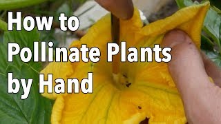 Hand Pollination How to Pollinate Plants by Hand [upl. by Keith]