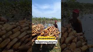 ടൺക്കണക്കിന് കഴിക്കുന്ന താമരതണ്ട് lotus rhizomes cultivation malayalam shorts [upl. by Jaret771]