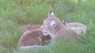 Gaia ZOO Kerkrade The Netherlands Part 1 [upl. by Paten872]