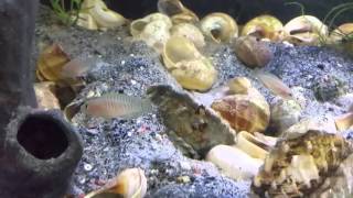 Lamprologus Multifasciatus  Fry and Parental Care Shell Dwellers [upl. by Raval]