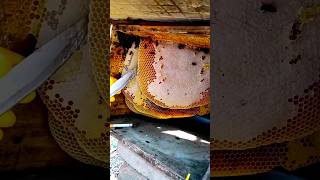 Pure Nature Wild Honey Tree Bee Yummy ASMR Honeycombs Shorts 93 [upl. by Lingwood]