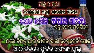 ଏବେ ଟଗର ଗଛରେ ଦେଇ ଦିଅନ୍ତୁ ମାତ୍ର ଗୋଟିଏ ମୁଠା ଚମତ୍କାରୀ ଶସ୍ତା ସାର ଲାଗିବେନି ପୋକ ଫୁଟିବ ଅସଂଖ୍ୟ ଫୁଲ sanj [upl. by Lenad252]